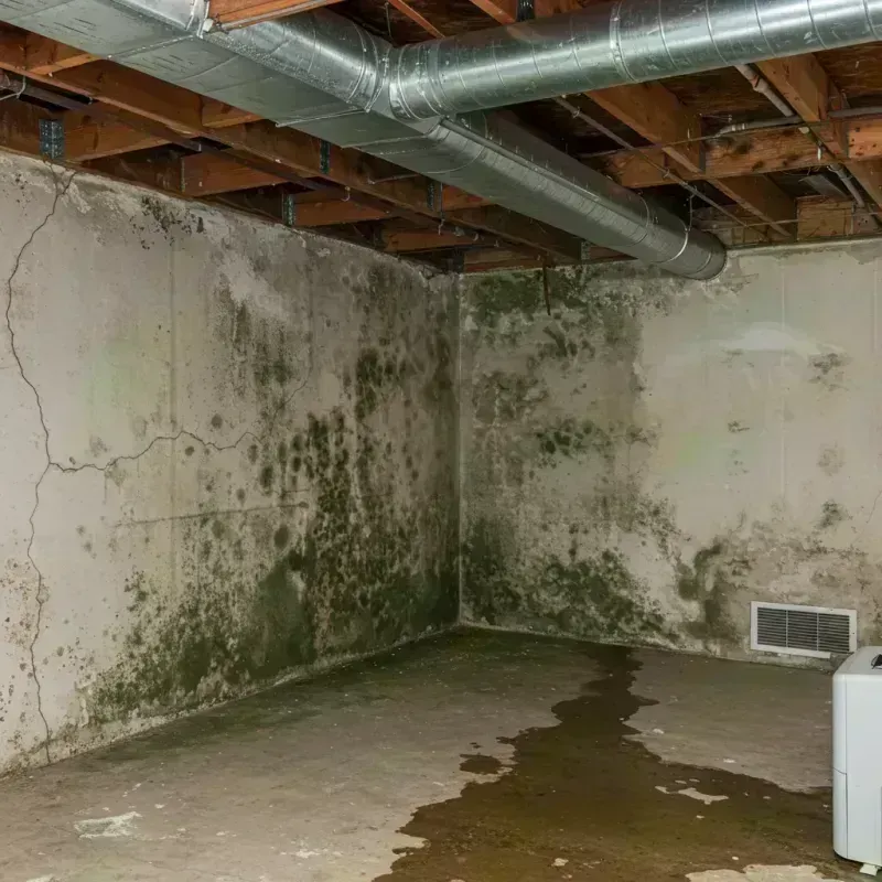 Professional Mold Removal in Golden, CO